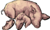 Pig & Disciple